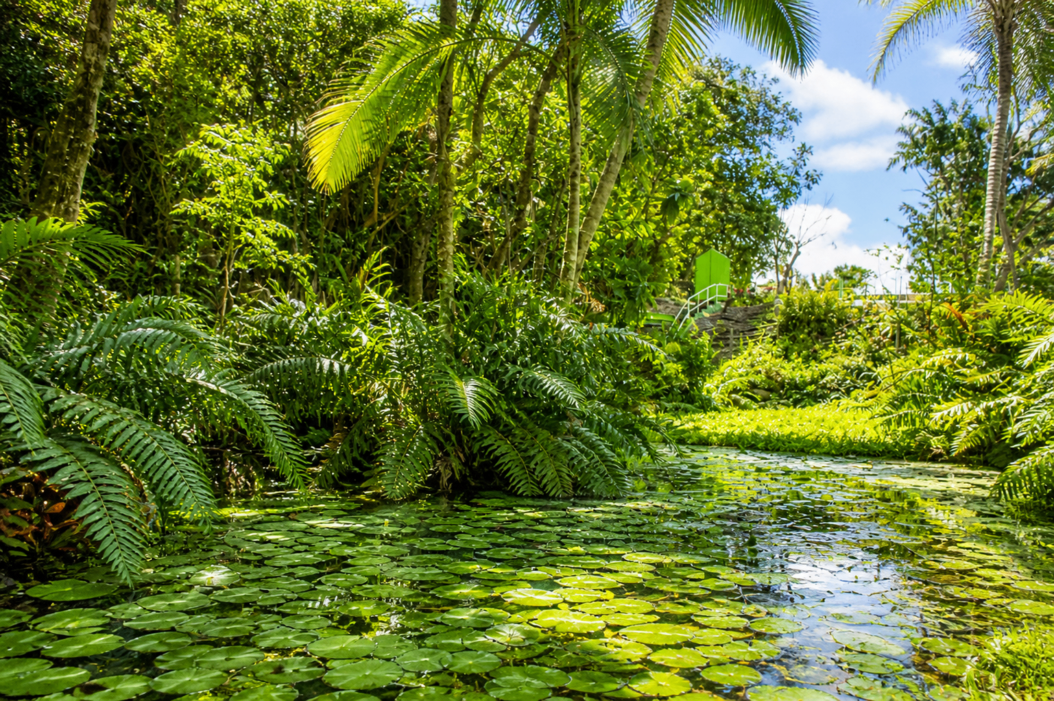 Bassin tropical entouré de fougères, palmiers et nénuphars dans un jardin luxuriant